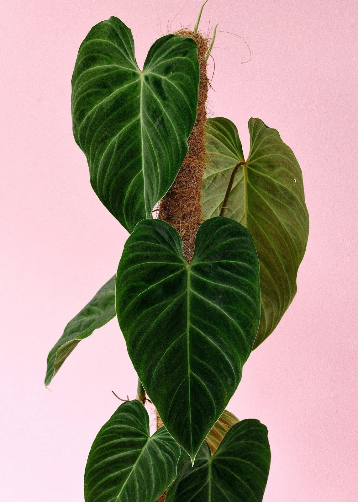 Philodendron Splendid Cutting - Rare Indoor Plant, Variegated Leaves, Philodendron melanochrysum Hybrid, Easy Care, Propagation