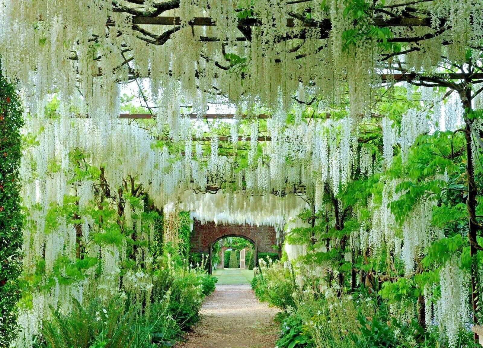White Wisteria Seeds - Climbing Flowering Vine - Wisteria floribunda 'Alba' - Hardy Garden Plant for Trellises & Fences