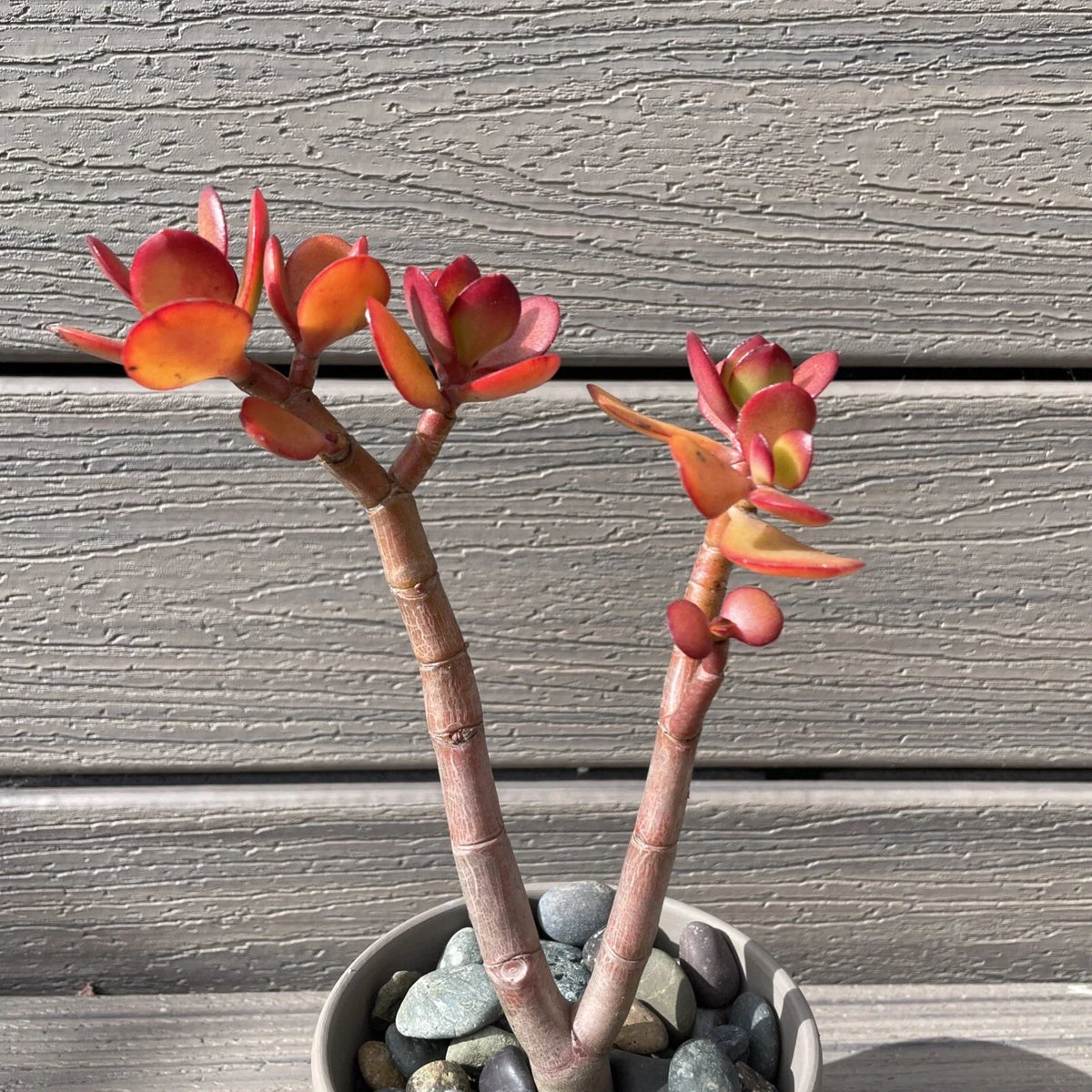 Rare Red Akai Jade Succulent Bare Rooted Bonsai Tree - Crassula Ovata Succulent Plant