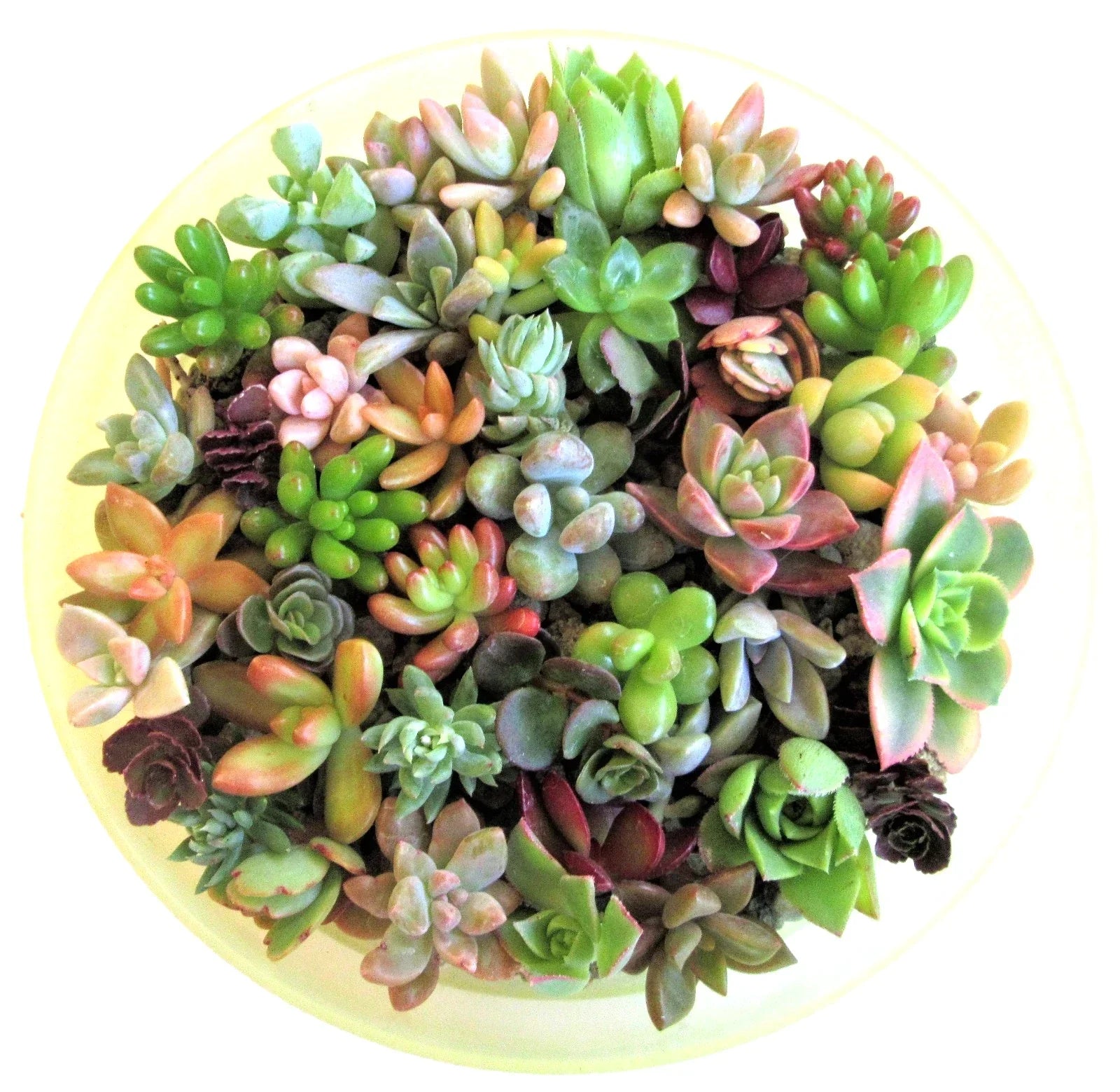 Succulent Cuttings 1-2" Assorted Varieties for Fairy Gardens and Weddings - 15 Unique Succulent Rosettes