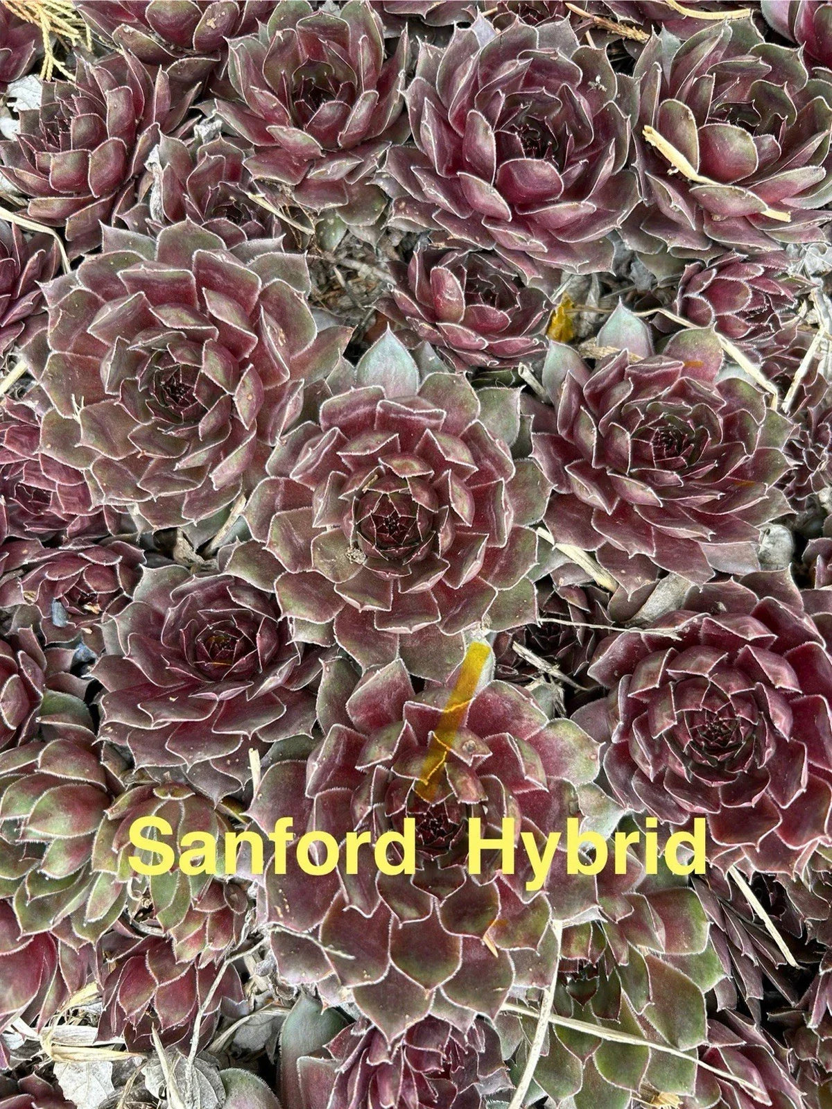 Live Succulents - 15 Sanford Hybrid Hens and Chicks Sempervivum - Hardy Perennials for Zones 4-8