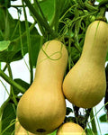 Waltham Butternut Squash Seeds – Non-GMO Heirloom Cucurbita moschata for Home Gardening, 25 Pack
