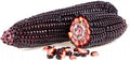 Purple Popcorn Seeds - 50 Pack, Exotic Edible Corn, Zea mays, Heirloom Variety for Home Gardening and Planting