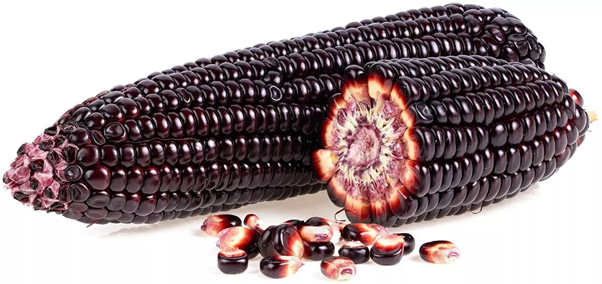 Purple Popcorn Seeds - 50 Pack, Exotic Edible Corn, Zea mays, Heirloom Variety for Home Gardening and Planting
