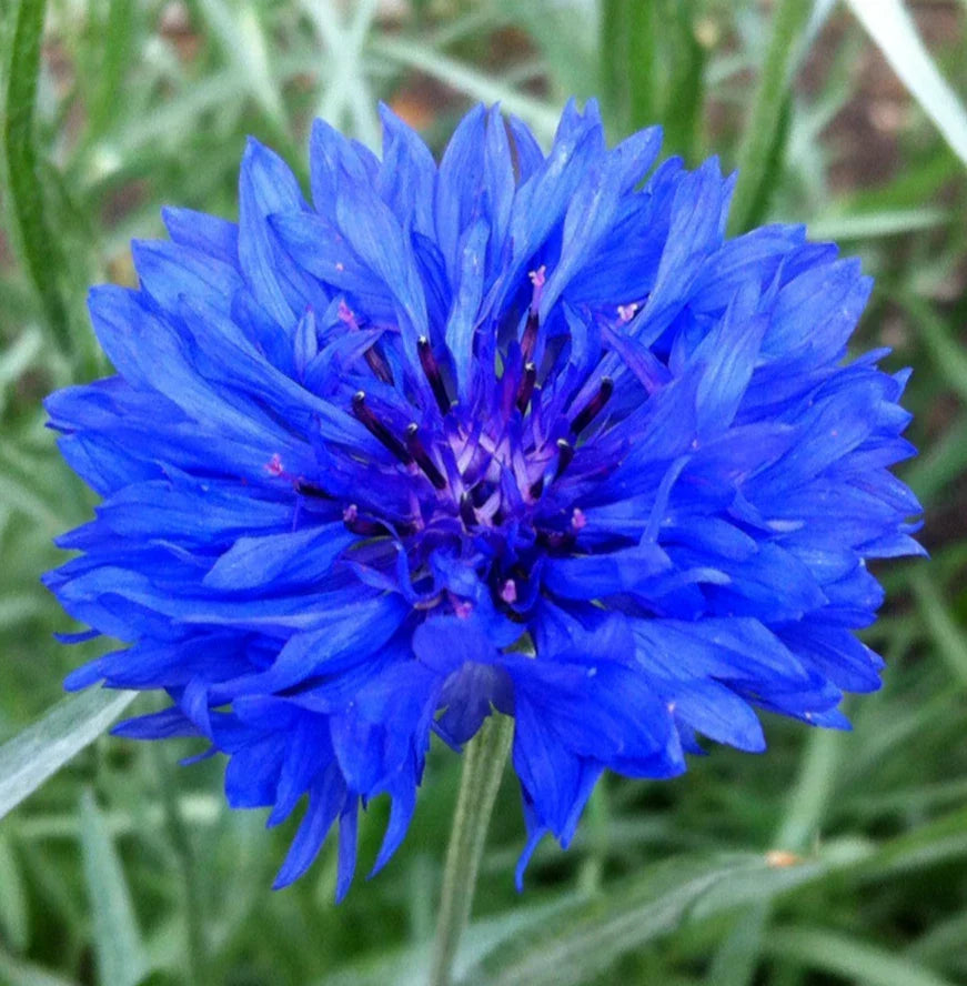 Dwarf Blue Bachelor Button Seeds - 400+ Centaurea Cyanus Flower Seeds for Borders & Containers, Attracts Pollinators