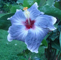 Blue Silver Hibiscus Seeds - Perennial Flower Seeds for Garden Beds & Containers - Hibiscus rosa-sinensis