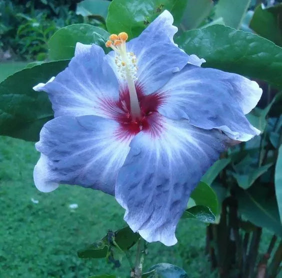 Blue Silver Hibiscus Seeds - Perennial Flower Seeds for Garden Beds & Containers - Hibiscus rosa-sinensis