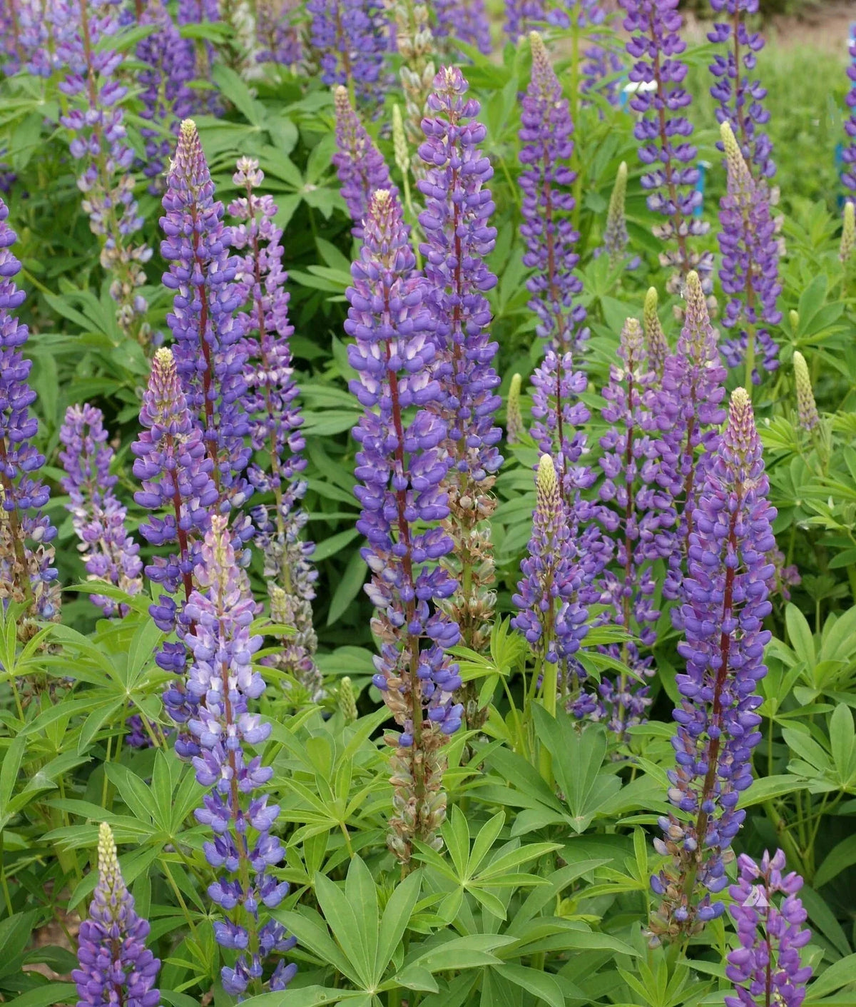 Lupine Seeds 50+ Perennial Flower, Deer Resistant, Blue/Pink/Purple, Lupinus perennis, Easy to Grow, Free Shipping USA