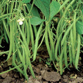 Bulk Blue Lake 274 Green Bean Seeds | Bush Phaseolus vulgaris Vegetable Seeds for Home & Commercial Gardening