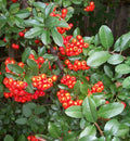 Scarlet Firethorn Seeds - Pyracantha coccinea Bush for Garden Landscaping, Hedge, Wildlife Attracting, 30+ Seeds