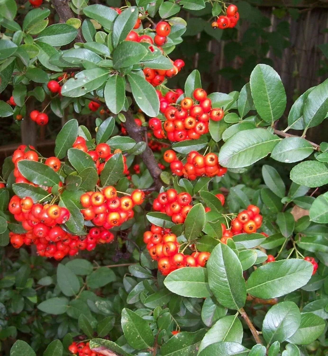 Scarlet Firethorn Seeds - Pyracantha coccinea Bush for Garden Landscaping, Hedge, Wildlife Attracting, 30+ Seeds