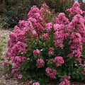 Peppermint Crape Myrtle Cuttings - 10 Unrooted Lagerstroemia indica 'Peppermint' Shrubs for Landscaping
