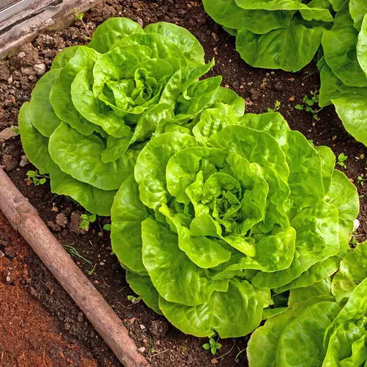 Buttercrunch Lettuce Seeds - 1000+ Non-GMO Lactuca sativa for Salad Gardens, Container & Raised Beds