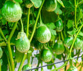 Thai Eggplant Seeds - 100+ Pack, Round, Ornamental & Edible, Solanum melongena, Bushy Plant for Garden or Container Growth