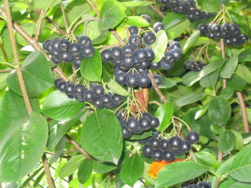 Black Chokeberry Seeds, Aronia melanocarpa, 30 Pack, Native Fruit Plant for Garden, Landscaping, Bush, Berry, Shrub