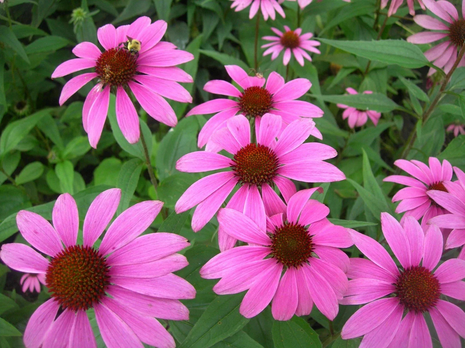 Organic Tennessee Coneflower Seeds - Echinacea tennesseensis - 10+ Premium Non-GMO Seeds for Pollinator Gardens