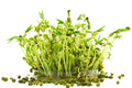 Organic Mung Bean Seeds for Sprouting, Vigna radiata, 2 oz, Edible Sprouts, Non-GMO, High Germination Rate
