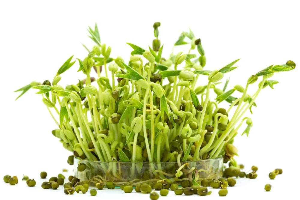 Organic Mung Bean Seeds for Sprouting, Vigna radiata, 2 oz, Edible Sprouts, Non-GMO, High Germination Rate