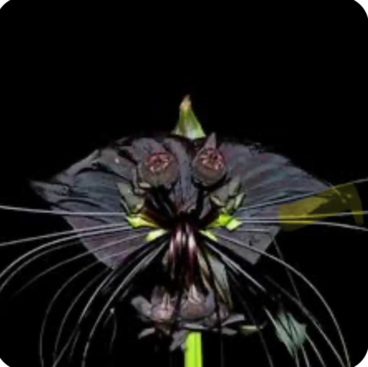 Black Bat Flower Plant - Small Rooted Starter - Tacca chantrieri - Exotic Indoor Garden Plant with Unique Bat-Shaped Flowers