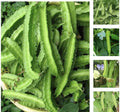 Winged Bean Seeds - 50+ Pack, Asparagus Pea, Pallang, Four Angled Bean, Psophocarpus tetragonolobus, Climbing Vine, Nutritious Pods