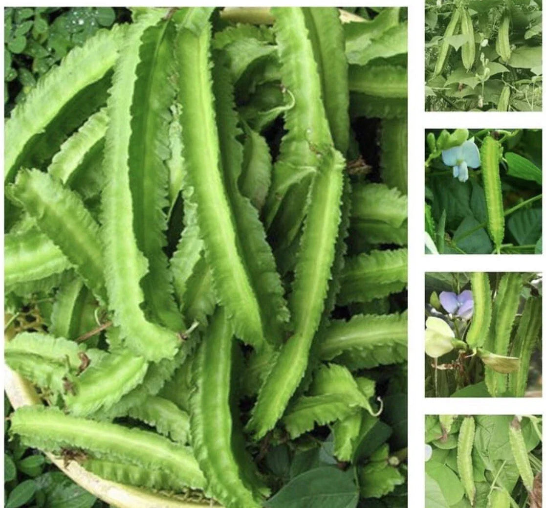 Winged Bean Seeds - 50+ Pack, Asparagus Pea, Pallang, Four Angled Bean, Psophocarpus tetragonolobus, Climbing Vine, Nutritious Pods