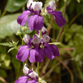 Collinsia heterophylla Flower Seeds - Chinese Houses Perennial Garden Seeds