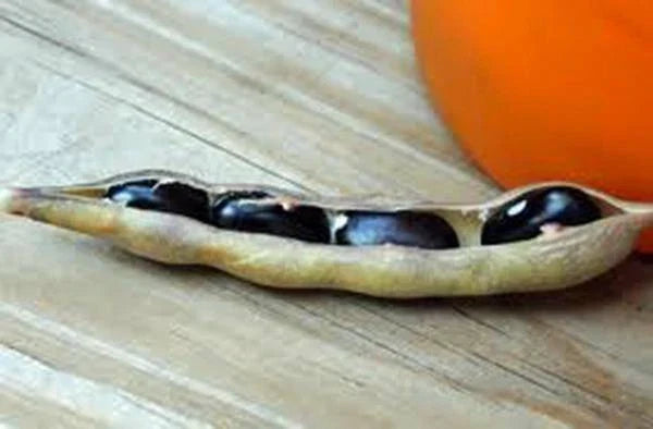 Black Valentine Bean Seeds - Heirloom Non-GMO Organic Phaseolus vulgaris, 50+ Seeds for Vegetable Gardening