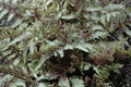 Japanese Painted Fern Plant - 5.25" Pot - Athyrium niponicum 'Red Beauty' - Hardy Perennial with Vibrant Red and Green Foliage