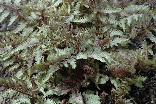 Japanese Painted Fern Plant - 5.25" Pot - Athyrium niponicum 'Red Beauty' - Hardy Perennial with Vibrant Red and Green Foliage