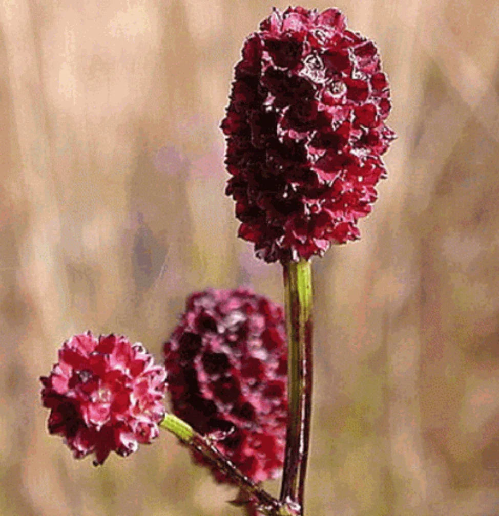 Bulk Seeds for Great Burnet Herb, Edible Wildflower with Red Blooms, Sanguisorba minor, Perennial Plant, Culinary & Ornamental
