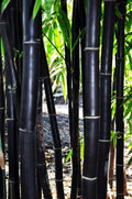 Timor Black Bamboo Seeds - 50 Clumping Privacy Screen Plant - Exotic Gigantochloa atroviolacea Seeds for Garden