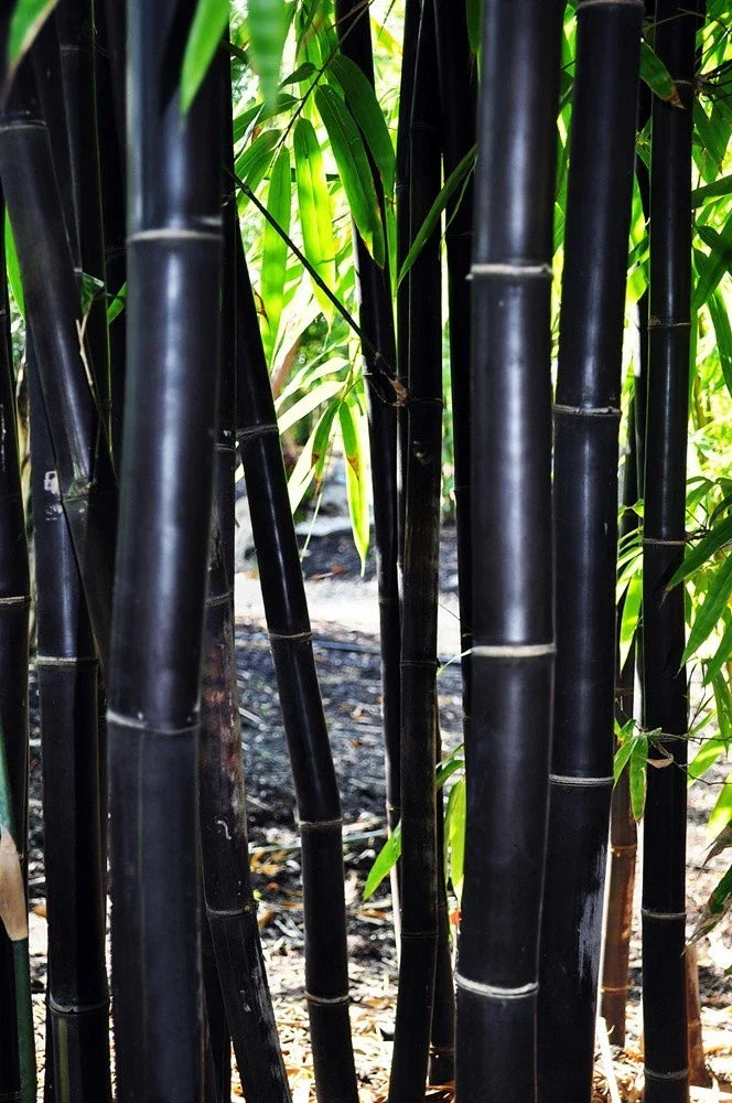 Timor Black Bamboo Seeds - 50 Clumping Privacy Screen Plant - Exotic Gigantochloa atroviolacea Seeds for Garden