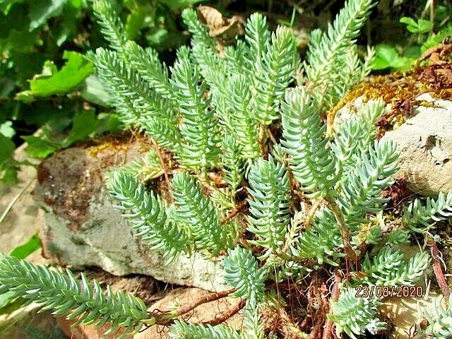 Sedum Seeds 200 Pack - Silver Spruce Hardy Sedum with Yellow Summer Flowers - Sedum rupestre Ground Cover