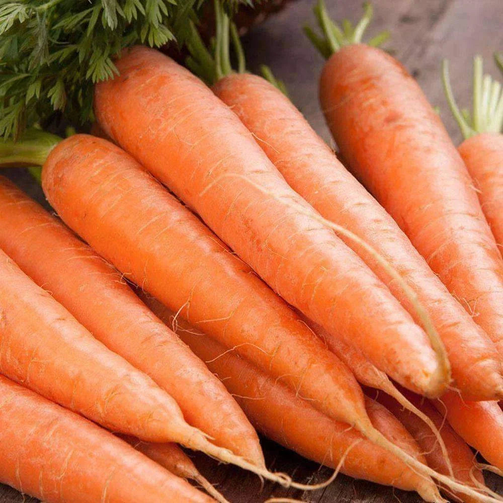 Scarlet Nantes Carrot Seeds - Non-GMO Vegetable Seeds for Home Garden, Daucus carota, 1000+ Packets, Free Shipping USA