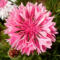 Pink Tall Bachelor Button Seeds - 1000+ Centaurea cyanus 'Rose' for Borders, Cut Flowers & Wildflower Gardens