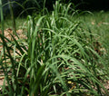 Garlic Chives Seeds 250+ Allium tuberosum Chinese Chives Vegetable for Garden, Culinary Use, Perennial Plant