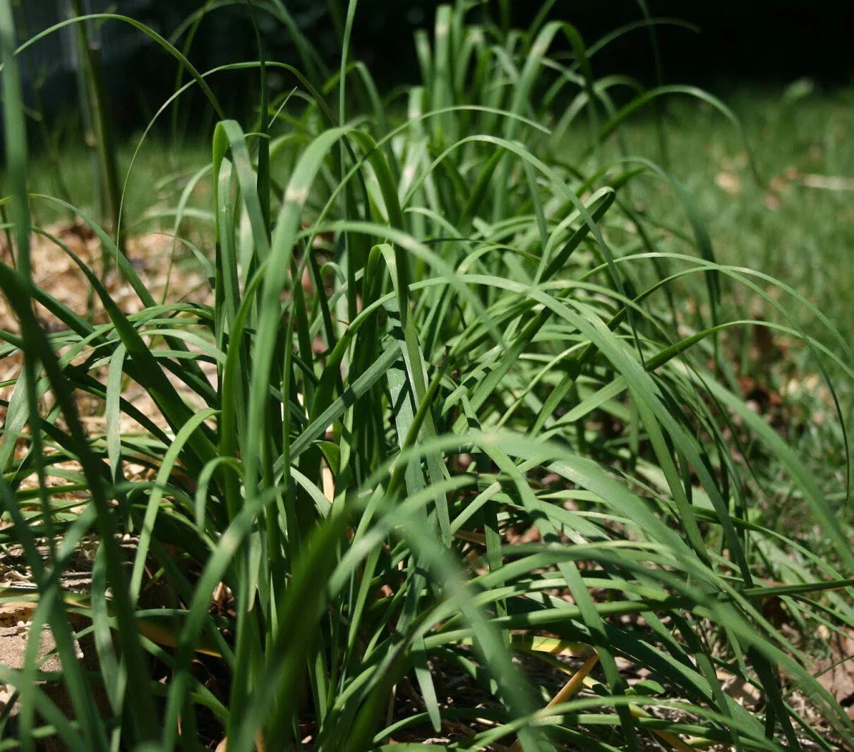 Garlic Chives Seeds 250+ Allium tuberosum Chinese Chives Vegetable for Garden, Culinary Use, Perennial Plant