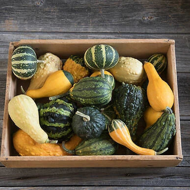 Organic Ornamental Gourd Seeds Mix - 25 Open-Pollinated Seeds for Fall Garden Decor - Cucurbita pepo