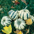 Sweet Dumpling Squash Seeds - 20 Non-GMO Cream and Green Striped Cucurbita pepo for Planting