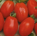 Rio Grande Tomato Seeds - Heirloom Variety, Culinary Sauce, 100+ Seeds, Solanum lycopersicum, Vegetable Garden, Salsas & Salads