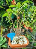 Variegated Crown of Thorns Bonsai Live Plant, Euphorbia milii, Well-Rooted Succulent Shrub for Indoor & Outdoor Display