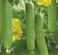 Vegetable Sponge Luffa Gourd Seeds Non-GMO for Gardening & Natural Sponges - Luffa aegyptiaca, Climbing Vine