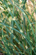 Zebra Grass Seeds - Variegated Miscanthus Sinensis Zebrinus for Gardens, Landscape, Border Planting, 10+ Seeds