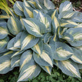 Hosta High Society Perennial Shade Plant in 5.25" Pot with Variegated Foliage, Hosta 'High Society'