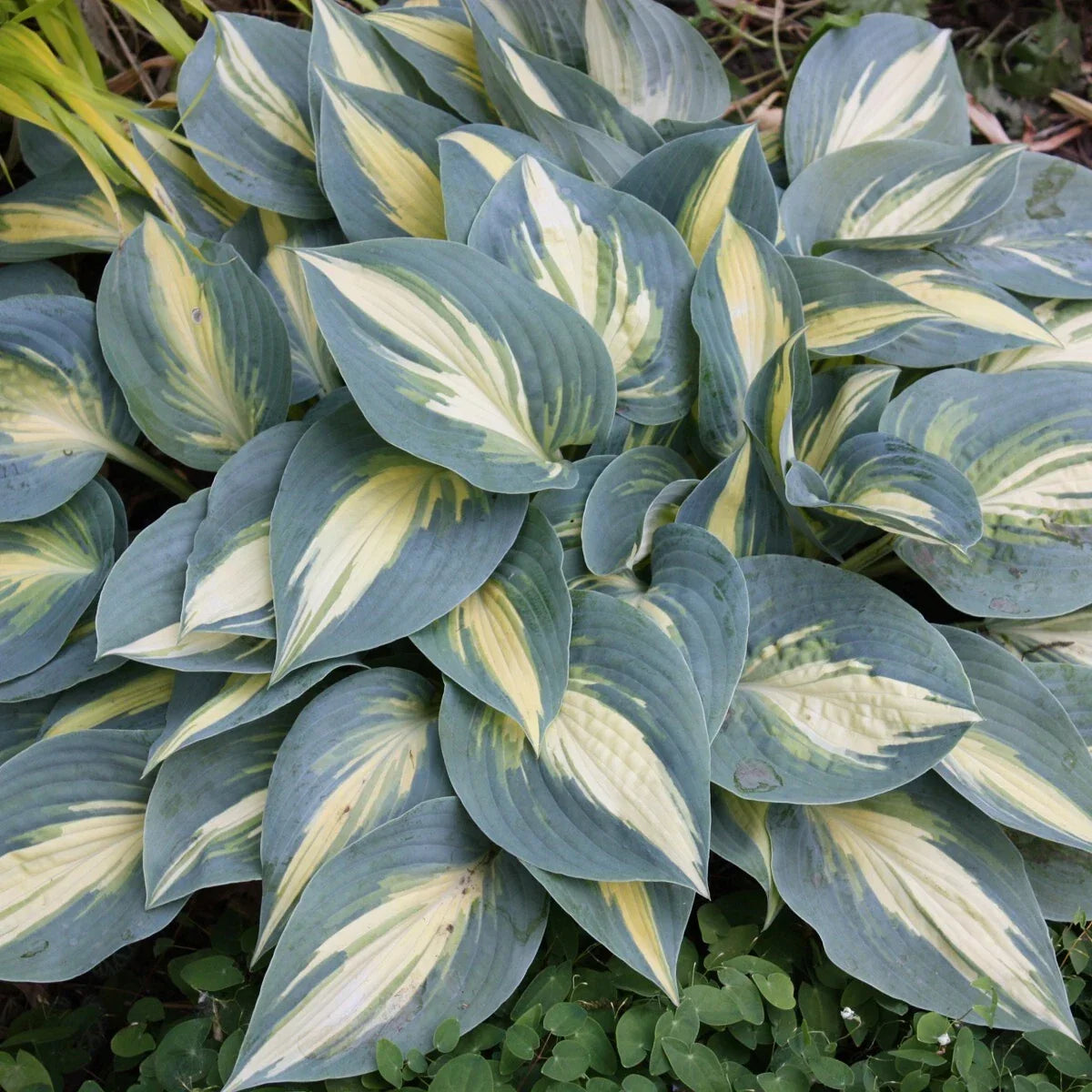 Hosta High Society Perennial Shade Plant in 5.25" Pot with Variegated Foliage, Hosta 'High Society'