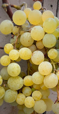 Golden Muscat Grape Cuttings – 4 Healthy Vitis vinifera Grafting or Rooting Cuttings with 2-3 Nodes