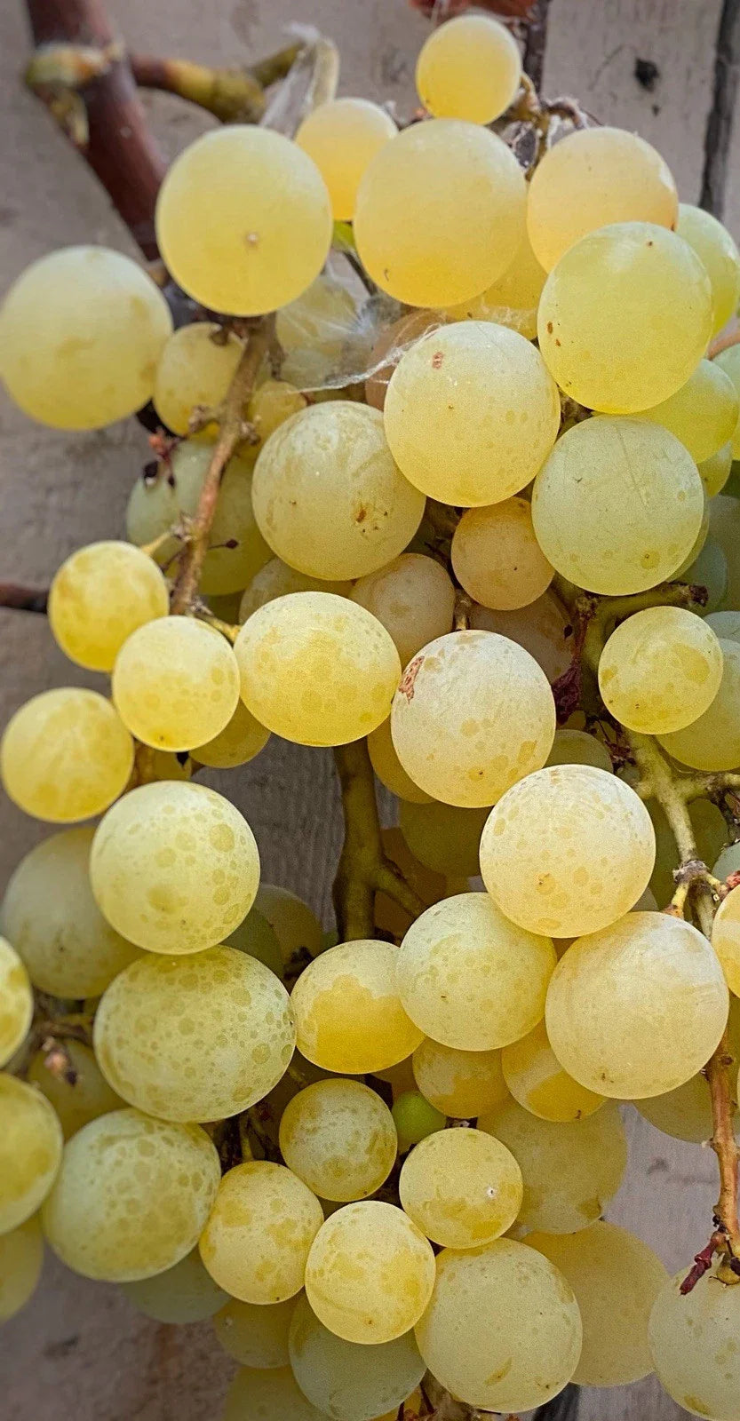 Golden Muscat Grape Cuttings – 4 Healthy Vitis vinifera Grafting or Rooting Cuttings with 2-3 Nodes