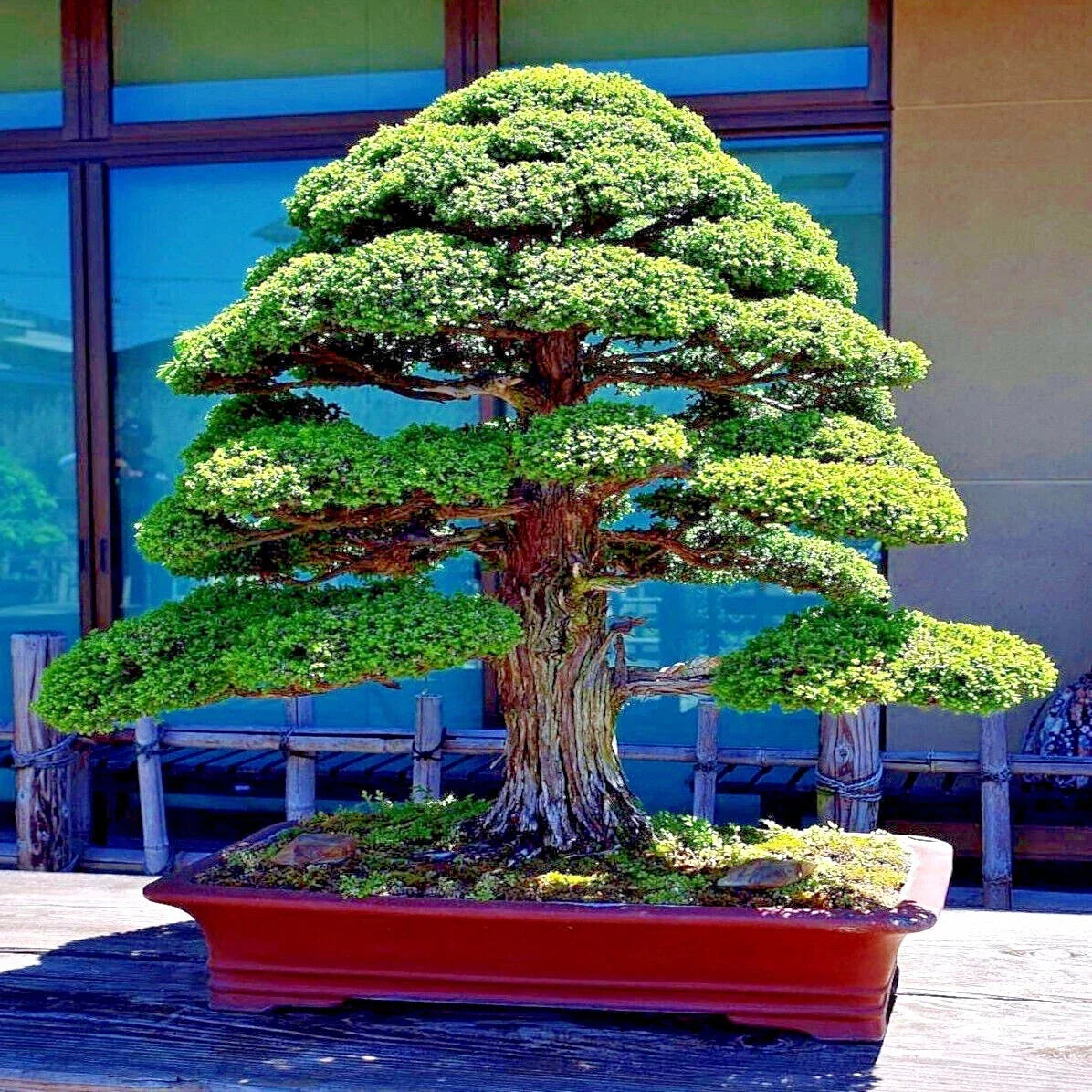 Japanese Red Cedar Tree Seeds Cryptomeria japonica Bonsai Evergreen Conifer Seeds Pack of 20