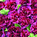 Double Blackberry Hollyhock Seeds – Perennial Flower, Alcea rosea, Rich Blackberry Blooms, 25 Seeds for Borders & Cottage Gardens