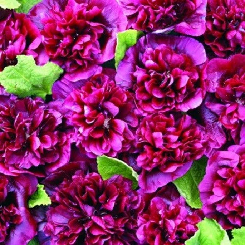 Double Blackberry Hollyhock Seeds – Perennial Flower, Alcea rosea, Rich Blackberry Blooms, 25 Seeds for Borders & Cottage Gardens